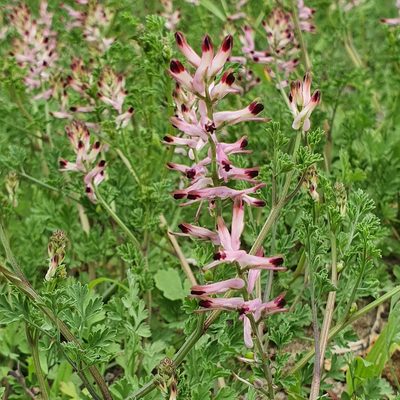 Fumaria bastardii, photographed by ronavery