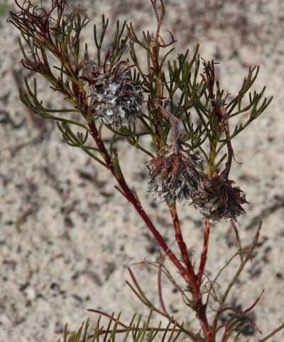 Serruria furcellata, photographed by Tony Rebelo