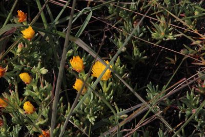 Lampranthus explanatus, photographed by Tony Rebelo