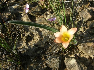 Romulea pilosa, photographed by Klaus Wehrlin