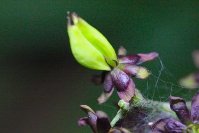 Veratrum schindleri, photographed by Agnes Trekker