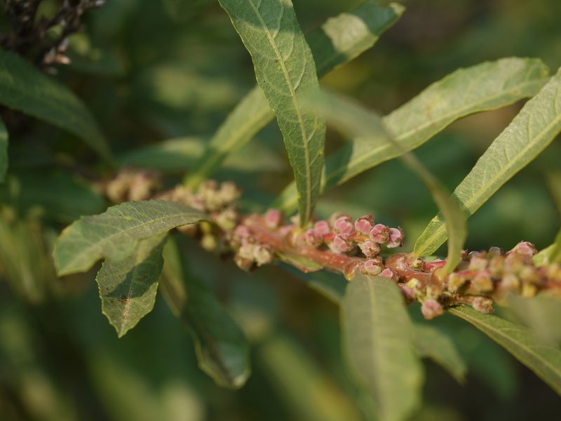 Homonoia retusa, photographed by Dinesh Valke