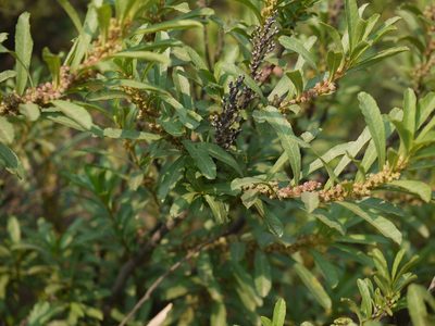 Homonoia retusa, photographed by Dinesh Valke
