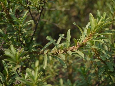 Homonoia retusa, photographed by Dinesh Valke