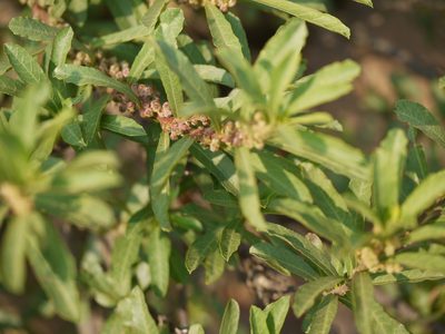 Homonoia retusa, photographed by Dinesh Valke
