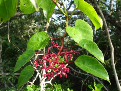 Cissus gossypiifolia, photographed by Alexis López Hernández