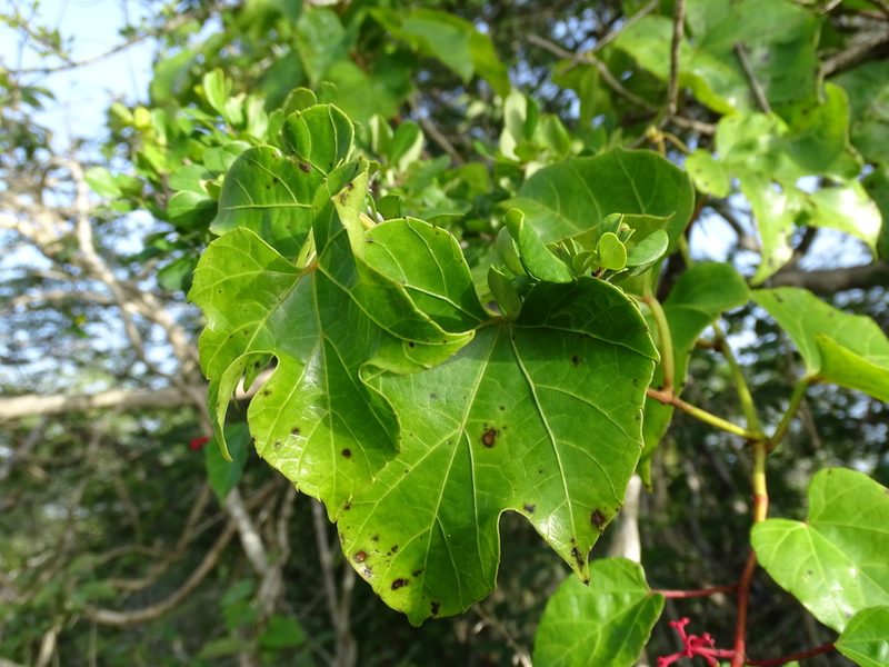 Cissus gossypiifolia, photographed by Alexis López Hernández
