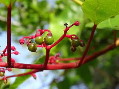 Cissus gossypiifolia, photographed by Alexis López Hernández