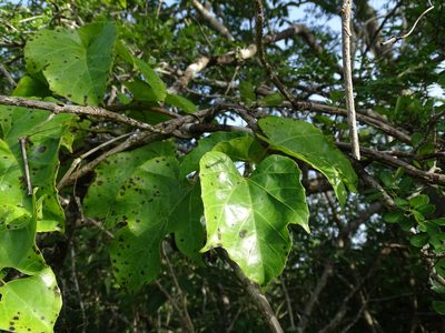Cissus gossypiifolia, photographed by Alexis López Hernández