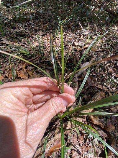 Cyperus tetraphyllus, photographed by Greg Tasney