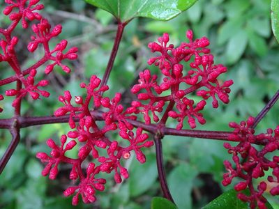 Cissus gossypiifolia, photographed by Alexis López Hernández