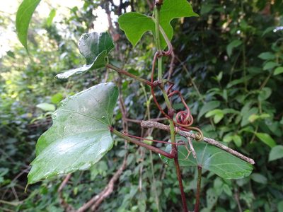 Cissus gossypiifolia, photographed by Alexis López Hernández