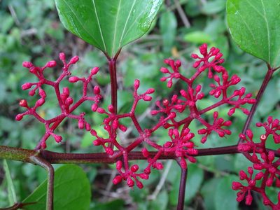 Cissus gossypiifolia, photographed by Alexis López Hernández