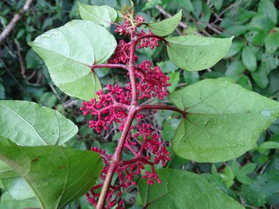 Cissus gossypiifolia, photographed by Alexis López Hernández