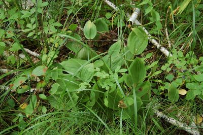 Cypripedium macranthos, photographed by Alexander Dubynin