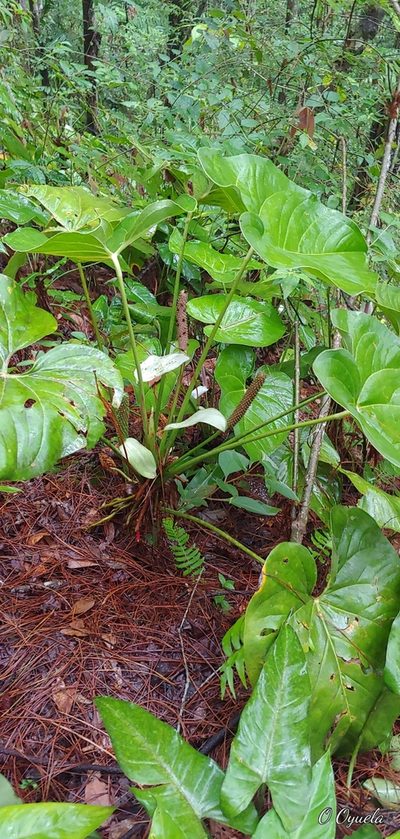 Anthurium huixtlense, photographed by Olvin Wilfredo Oyuela