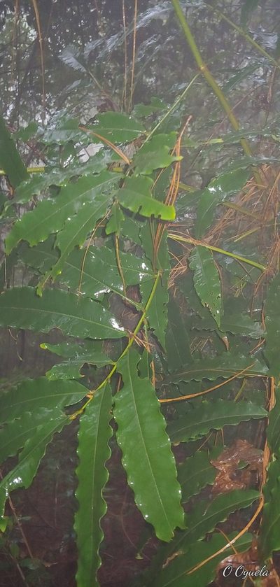 Alfaroa hondurensis, photographed by Olvin Wilfredo Oyuela