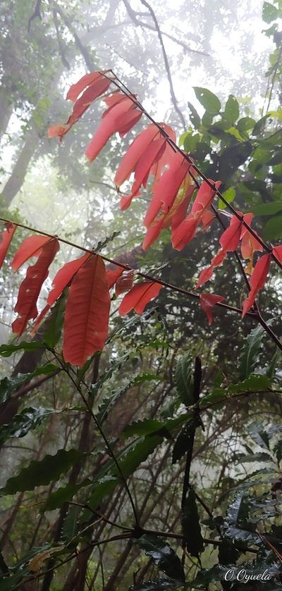 Alfaroa hondurensis, photographed by Olvin Wilfredo Oyuela