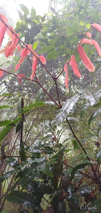 Alfaroa hondurensis, photographed by Olvin Wilfredo Oyuela