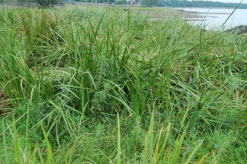 Acorus calamus, photographed by Alexander Dubynin