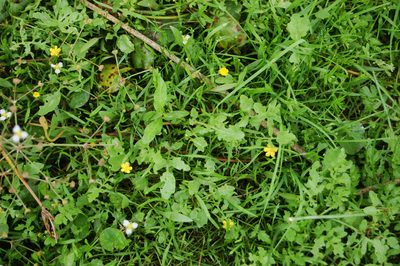 Ranunculus reptans, photographed by Alexander Dubynin