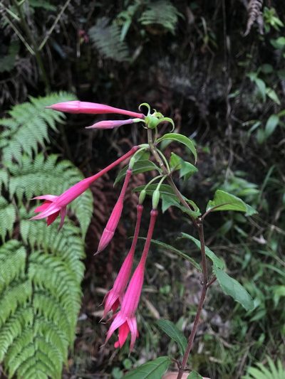 Fuchsia petiolaris, photographed by Nicolás Baresch Uribe