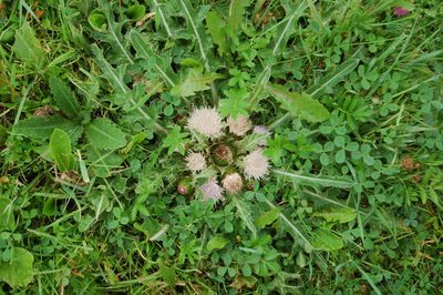Cirsium esculentum, photographed by Alexander Dubynin