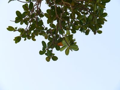 Calophyllum apetalum, photographed by Dinesh Valke