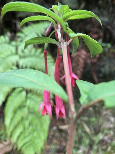 Fuchsia petiolaris, photographed by Nicolás Baresch Uribe
