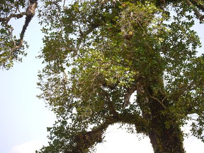 Calophyllum apetalum, photographed by Dinesh Valke