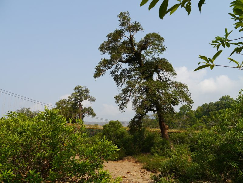 Calophyllum apetalum, photographed by Dinesh Valke