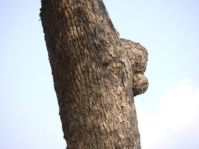 Calophyllum apetalum, photographed by Dinesh Valke