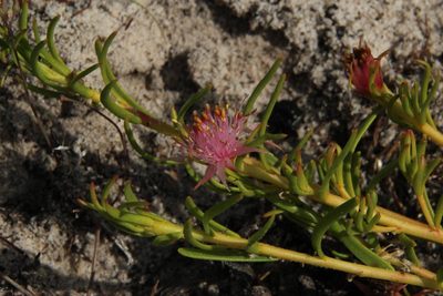 Diastella buekii, photographed by Tony Rebelo