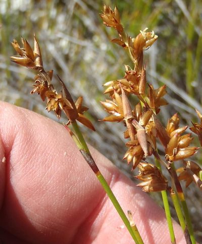 Mastersiella spathulata, photographed by Nicola van Berkel