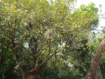 Syzygium salicifolium, photographed by Dinesh Valke