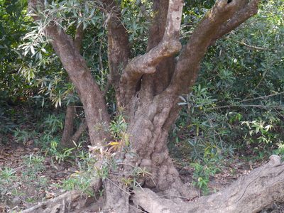 Syzygium salicifolium, photographed by Dinesh Valke