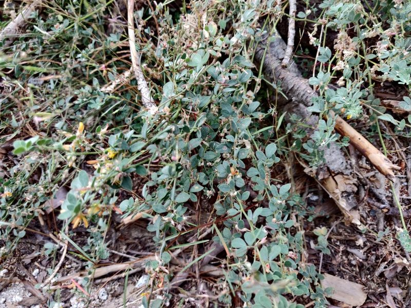 Acmispon decumbens, photographed by Alexander Wentworth