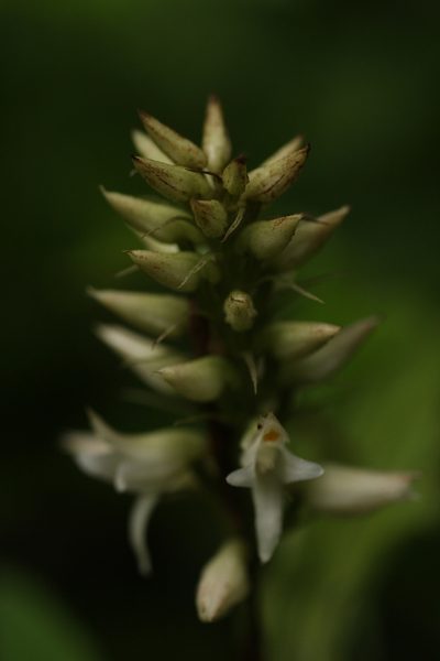 Tropidia angulosa, photographed by madhavan a.p
