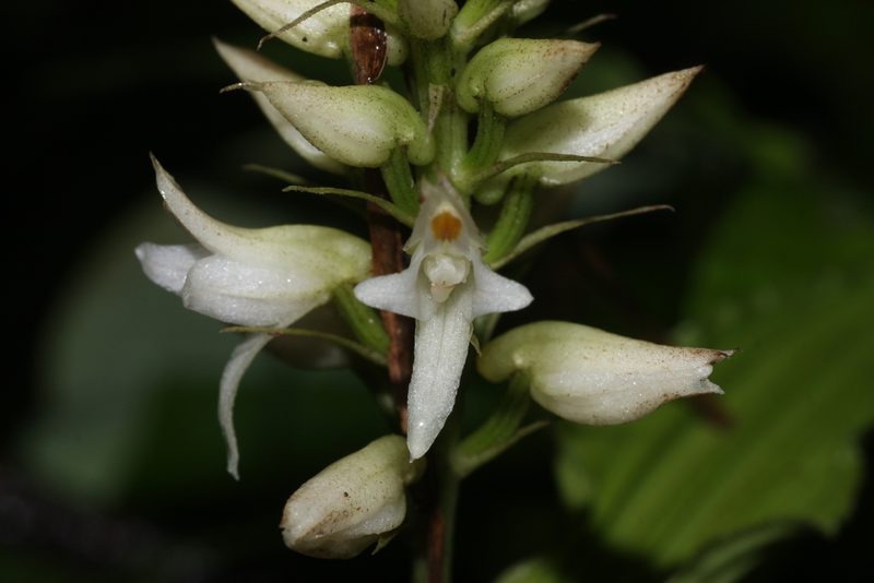 Tropidia angulosa, photographed by madhavan a.p
