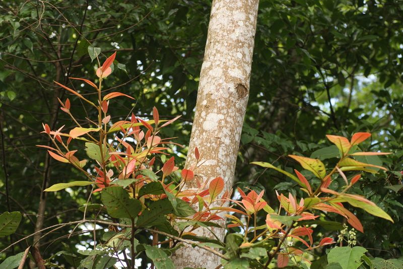Litsea floribunda, photographed by madhavan a.p