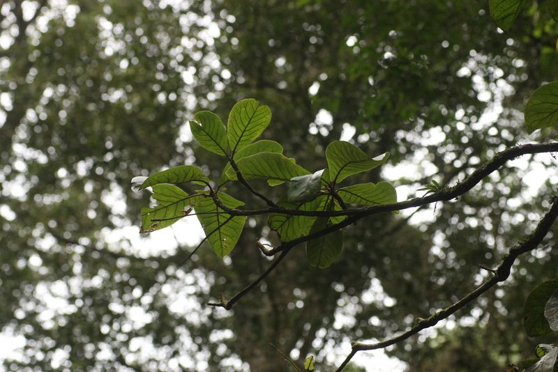 Elaeocarpus tuberculatus, photographed by madhavan a.p