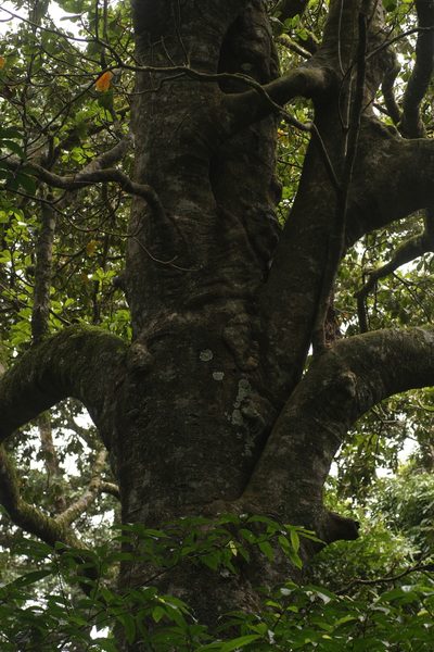 Elaeocarpus tuberculatus, photographed by madhavan a.p