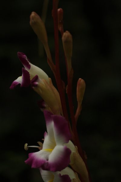 Christisonia tubulosa, photographed by madhavan a.p