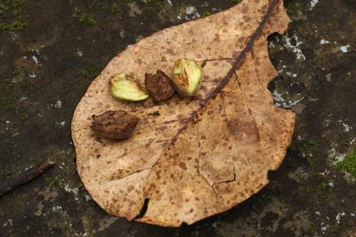 Elaeocarpus tuberculatus, photographed by madhavan a.p