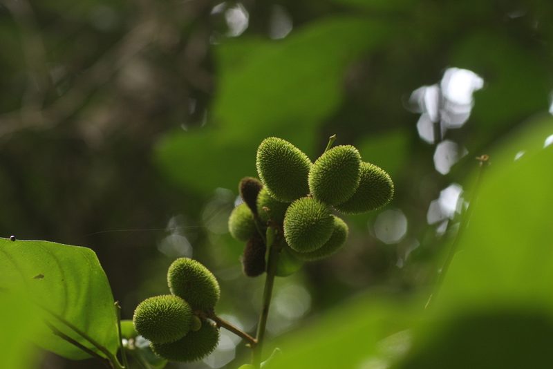 Otonephelium stipulaceum, photographed by madhavan a.p