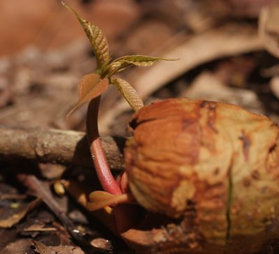Vateria indica, photographed by madhavan a.p