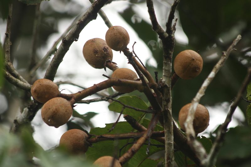 Vateria indica, photographed by madhavan a.p