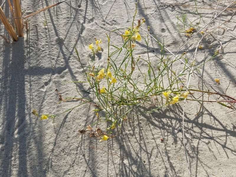 Linaria loeselii, photographed by Tomas Pocius