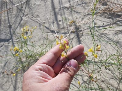 Linaria loeselii, photographed by Tomas Pocius