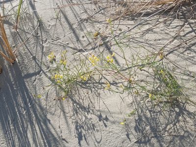 Linaria loeselii, photographed by Tomas Pocius